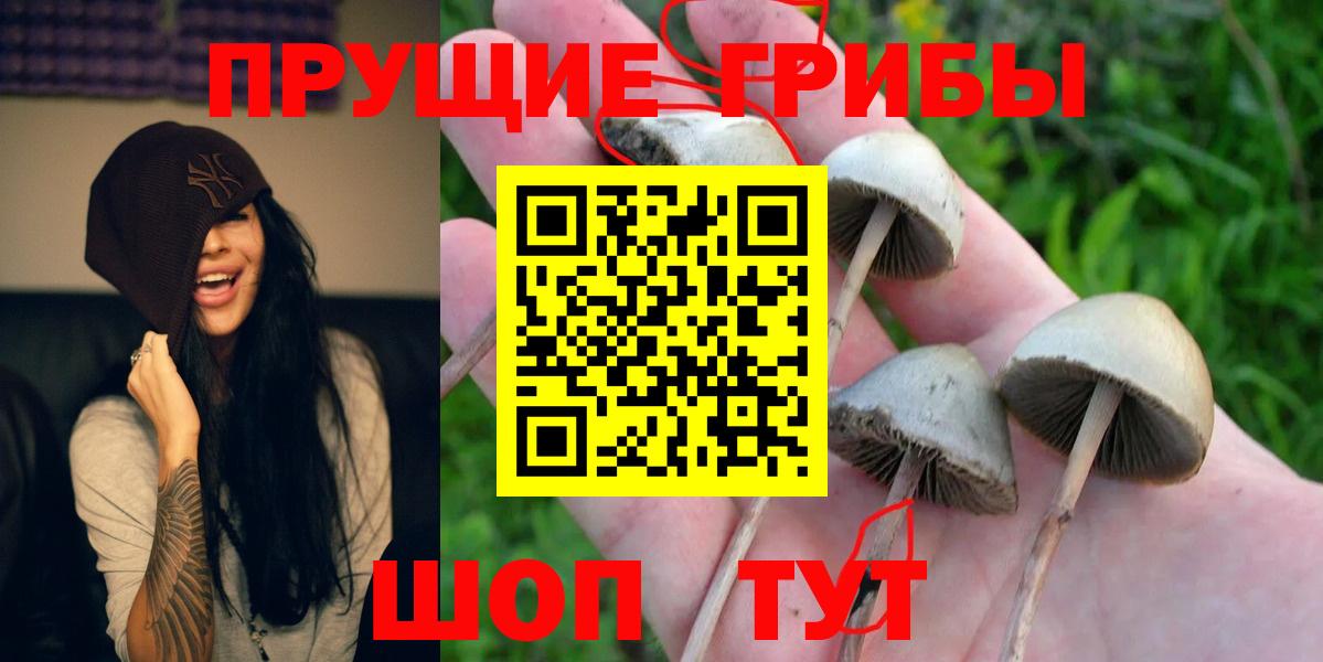 Галлюциногенные грибы Cubensis  Галлюциногенные грибы MAGIC MUSHROOMS  Шуя  Вход с VPN 